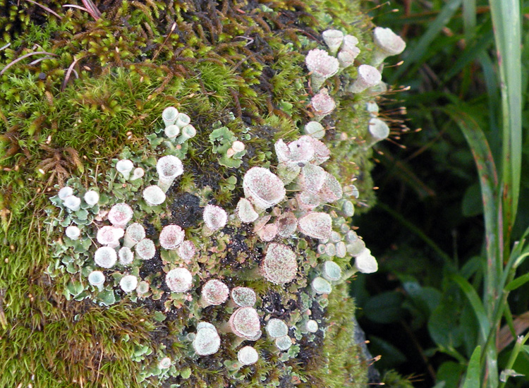 Tutte Cladonia pyxidata?